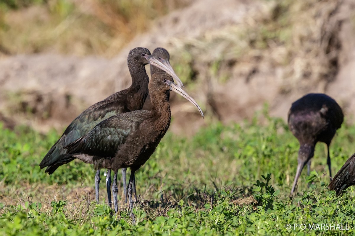 Puna Ibis - ML169894011