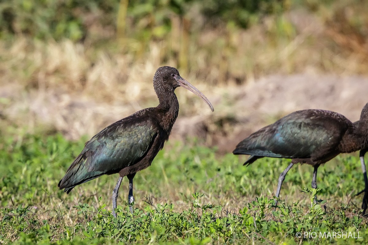 Puna Ibis - ML169894021