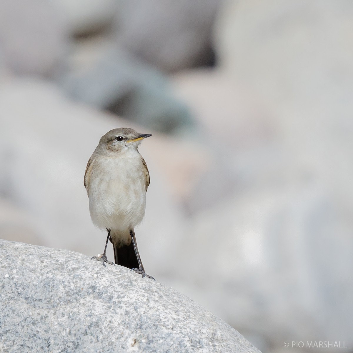 Spot-billed Ground-Tyrant - ML169894071