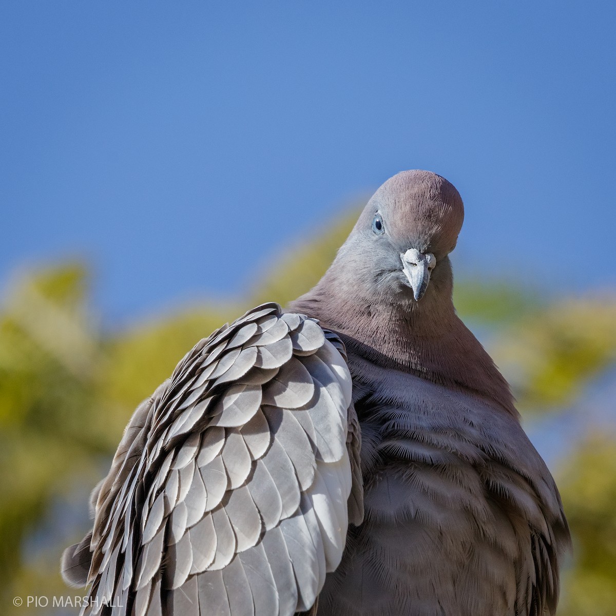 Pigeon tigré - ML169894221