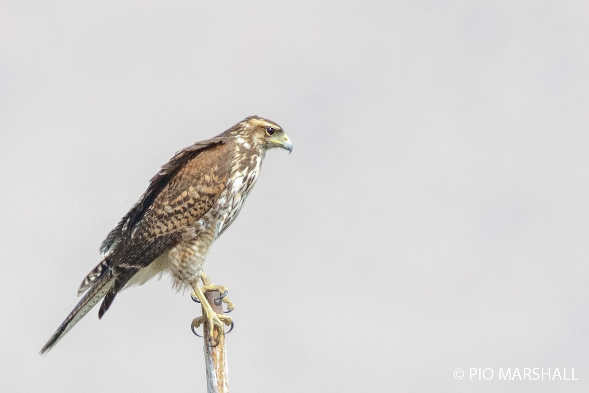 Harris's Hawk - ML169894311