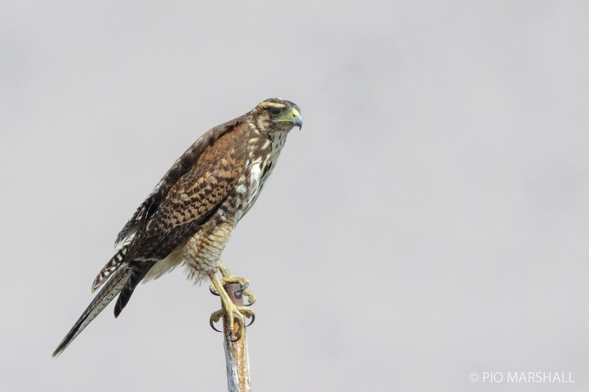 Harris's Hawk - ML169894321