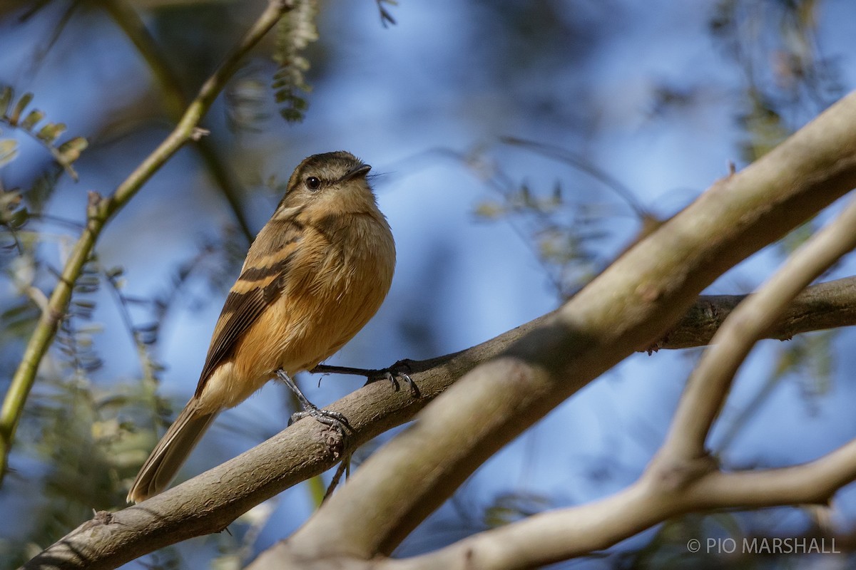 Rufescent Flycatcher - ML169894431