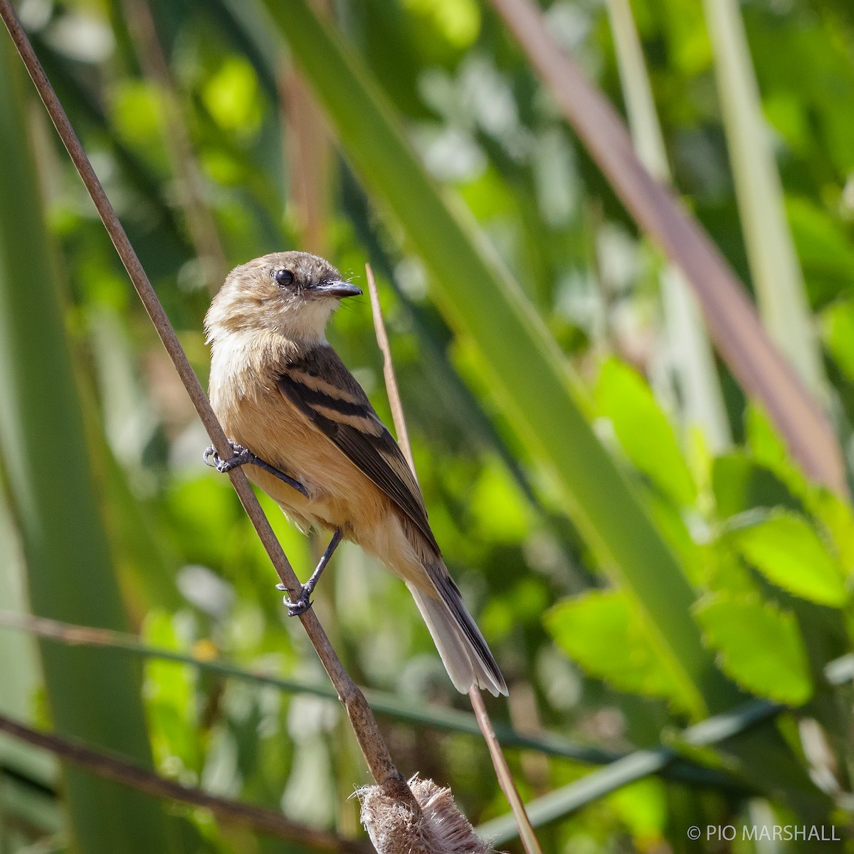 Rufescent Flycatcher - Pio Marshall