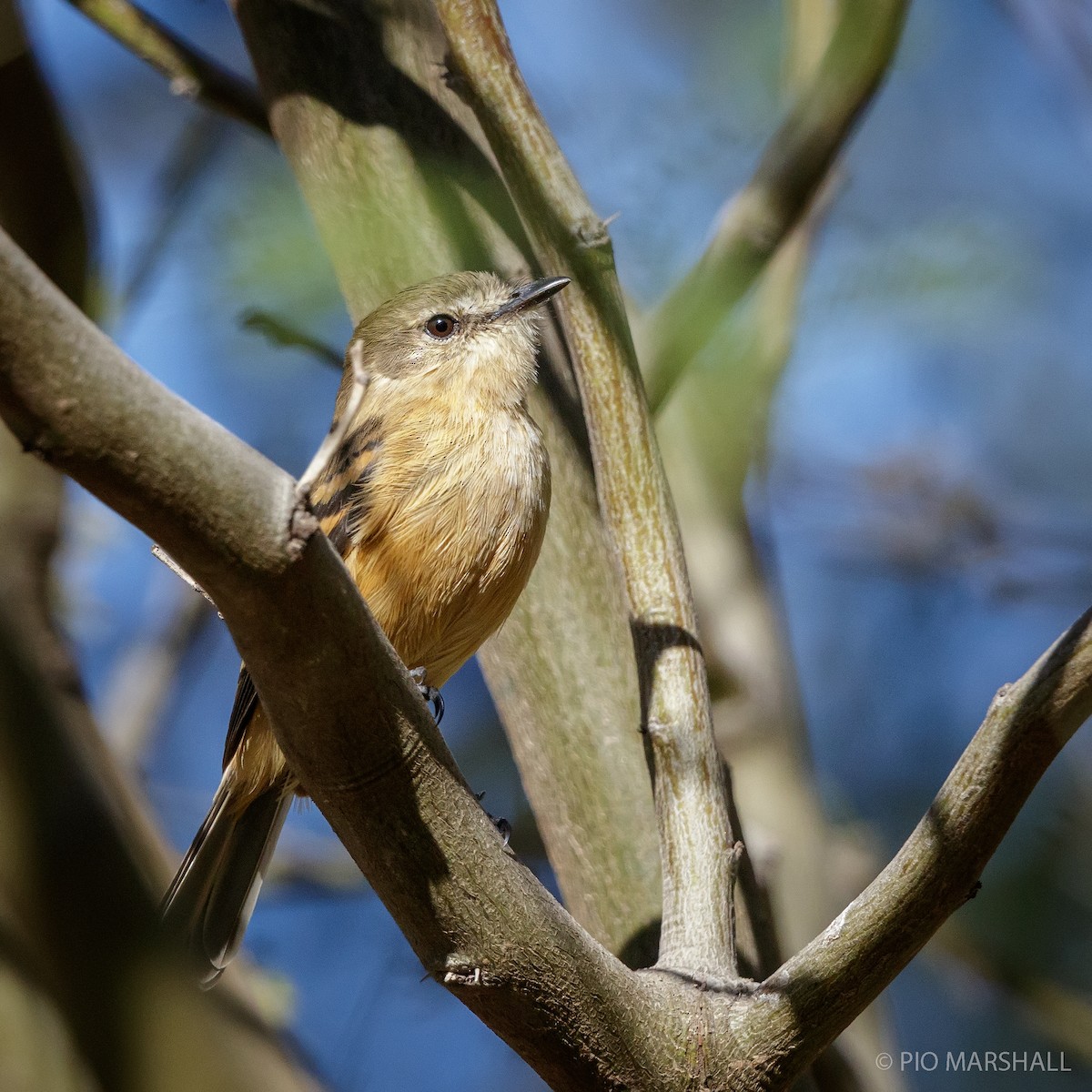 Rufescent Flycatcher - ML169894501