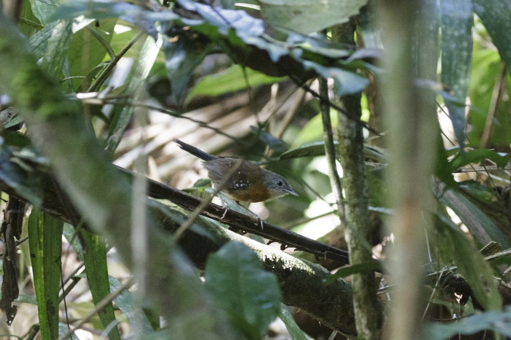 Black-throated Antbird - ML169895011