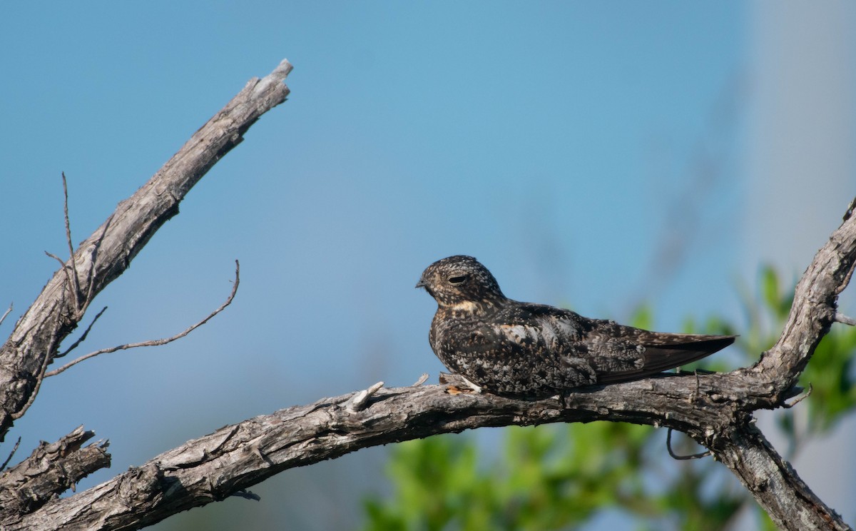 Antillean Nighthawk - Jerald Reb