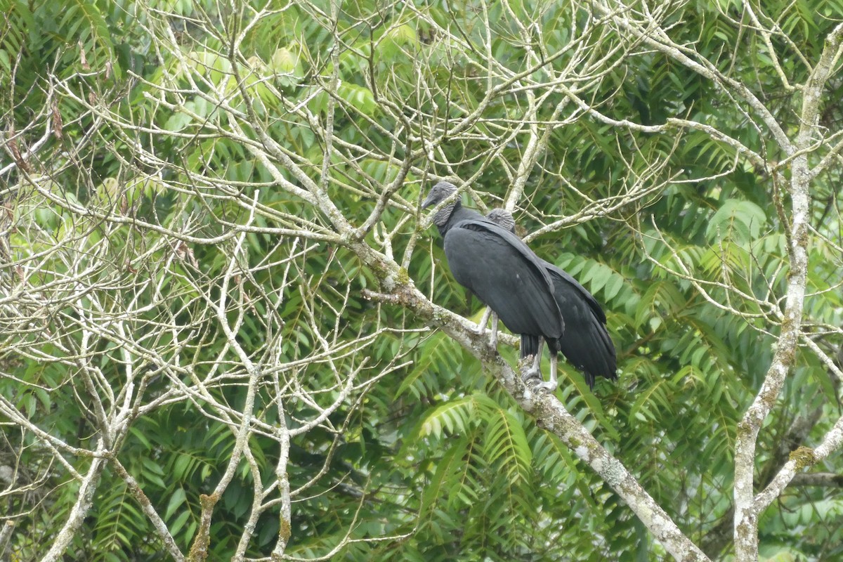 Black Vulture - ML169897291