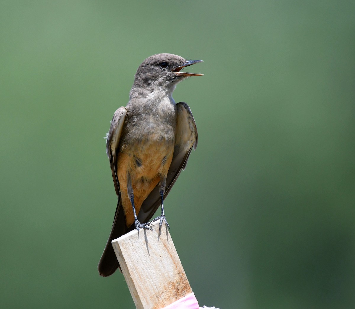 Say's Phoebe - Ryan  Bushong