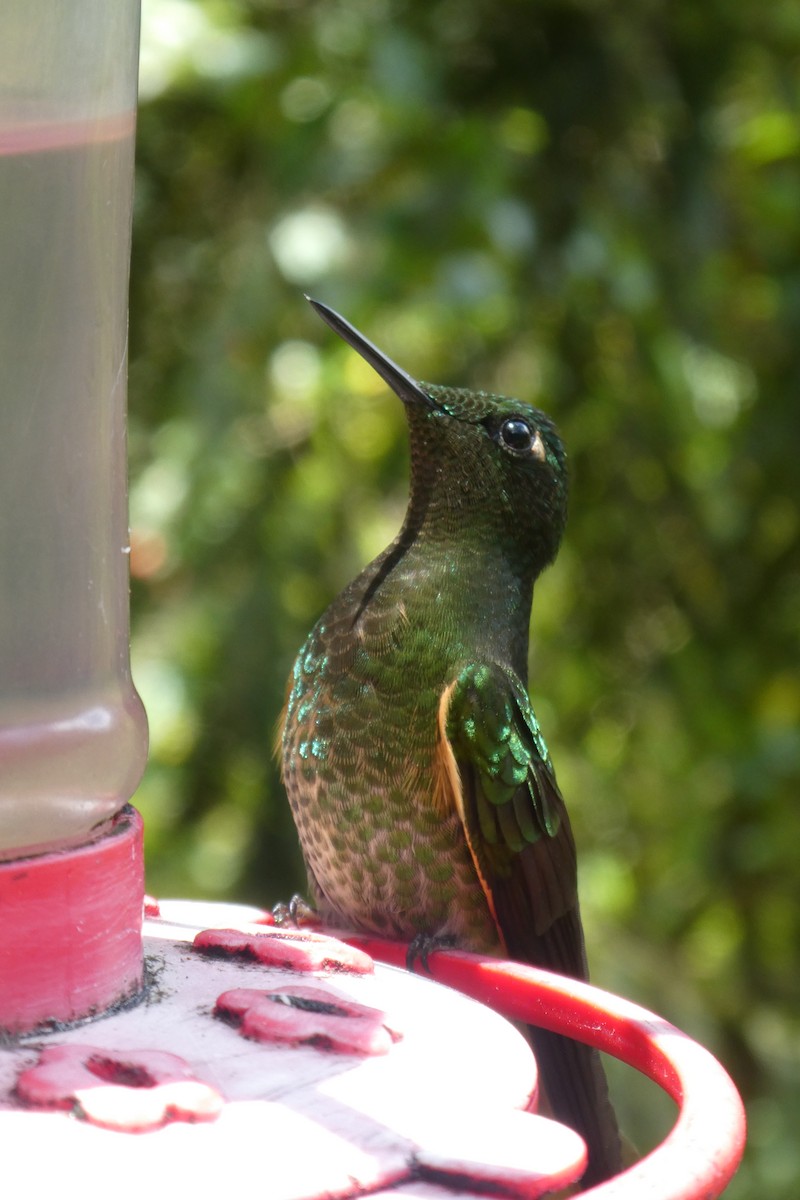 Buff-tailed Coronet - ML169898991