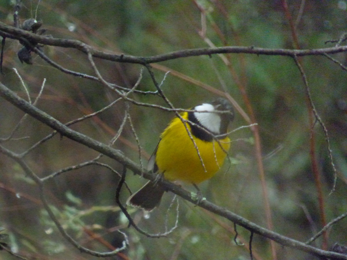 Golden Whistler - ML169901721