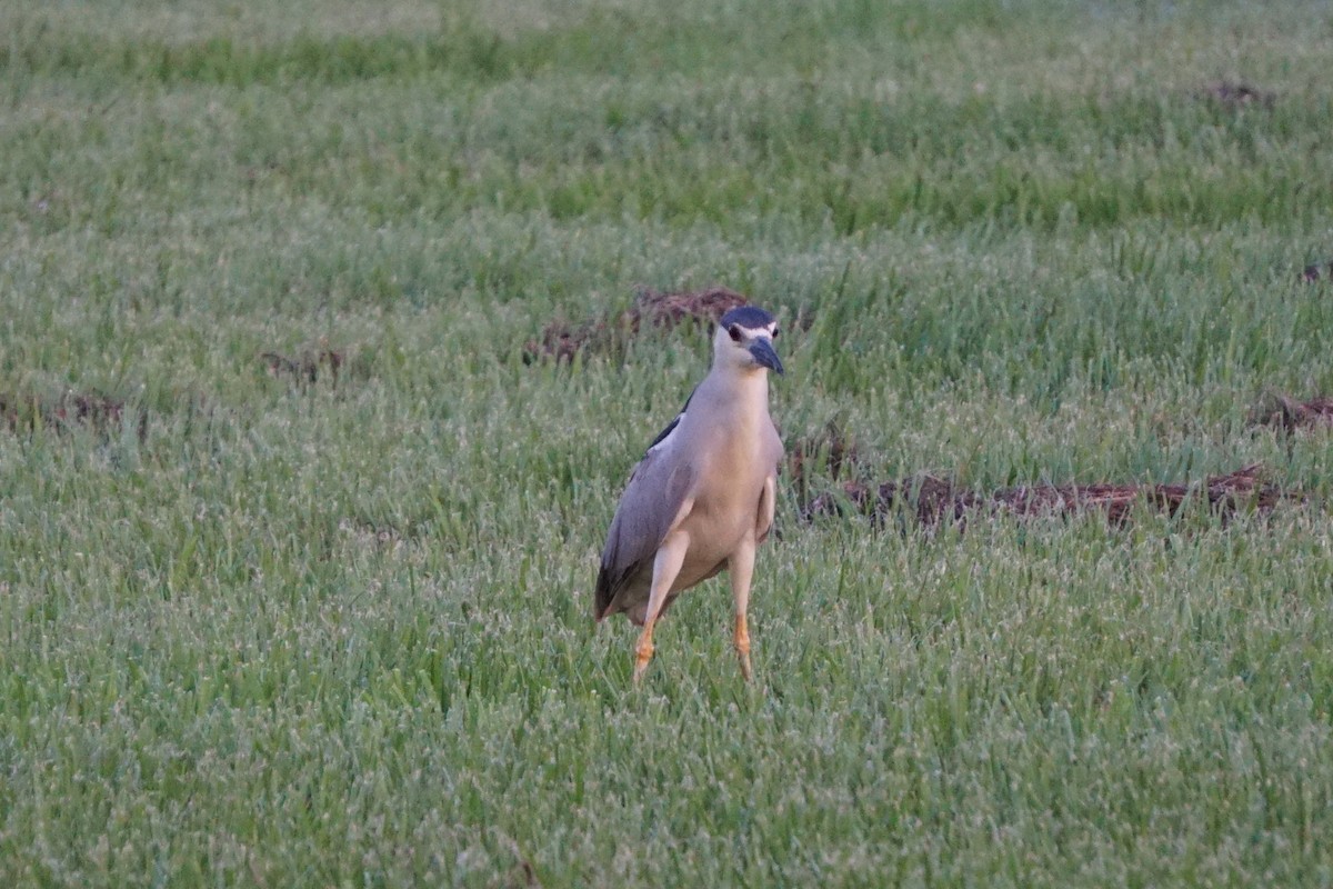 Black-crowned Night Heron - ML169902561