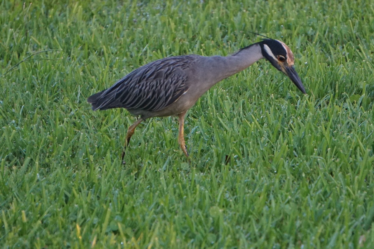 Yellow-crowned Night Heron - Mark Songer