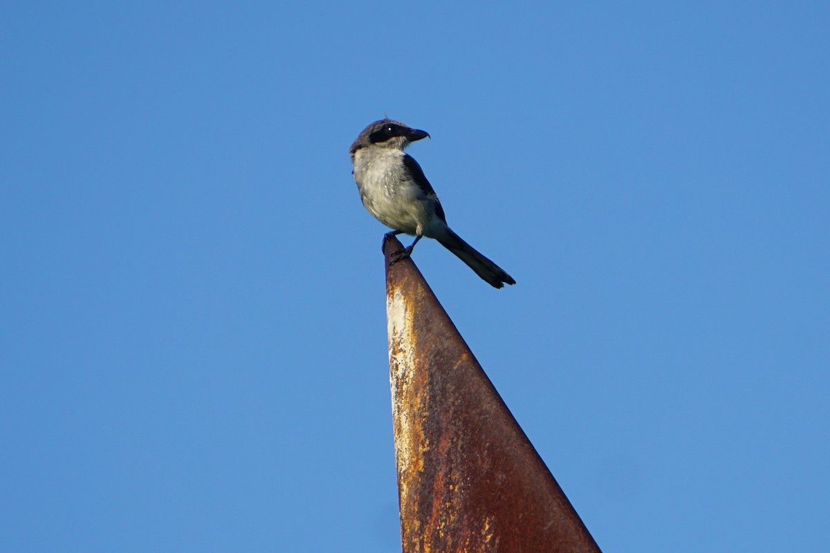 Loggerhead Shrike - Mark Songer