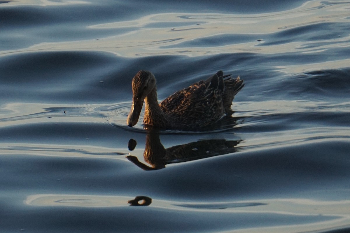 Canard colvert - ML169903071