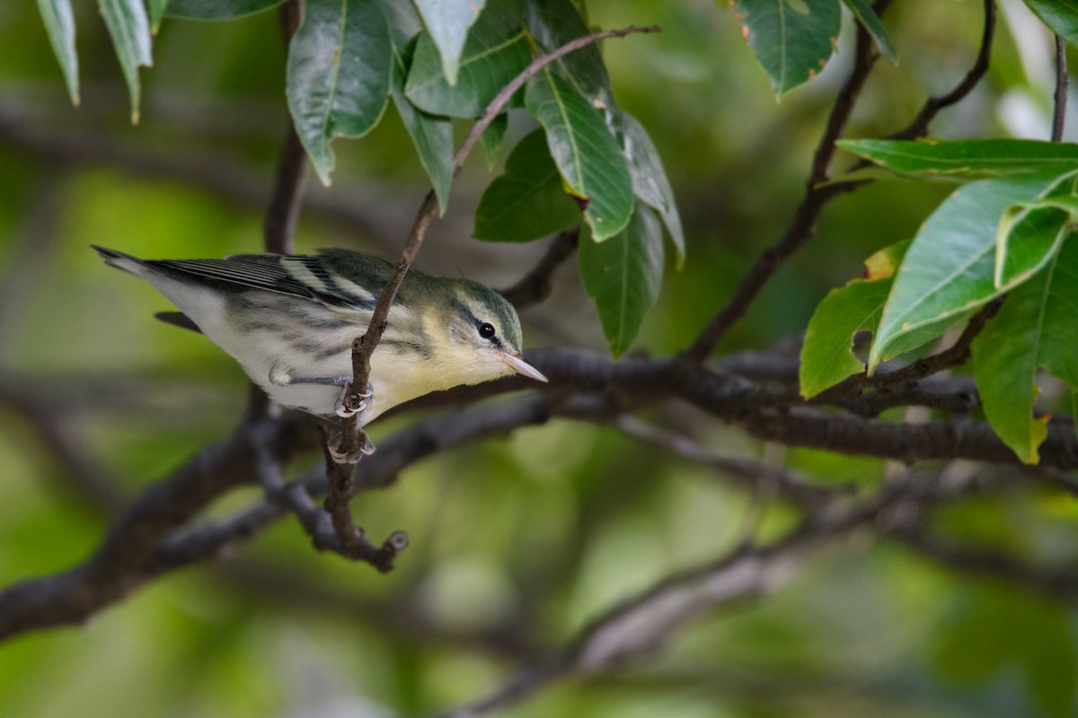 Cerulean Warbler - ML169904341