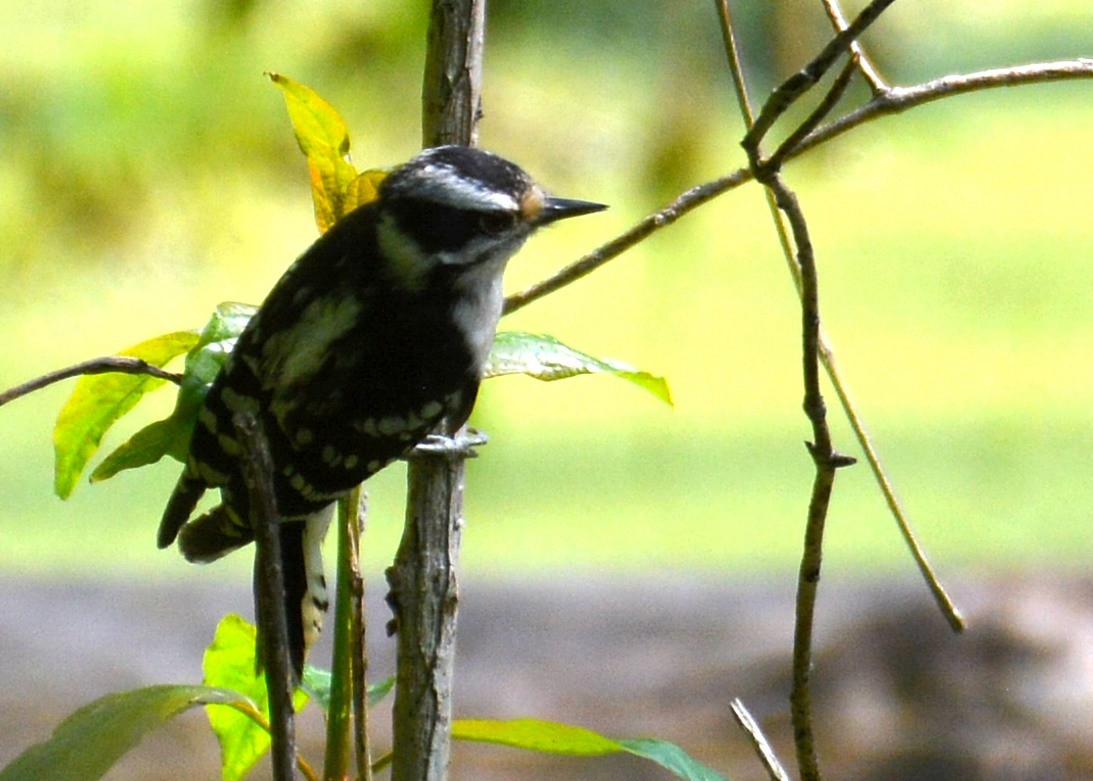 Downy Woodpecker - ML169906641