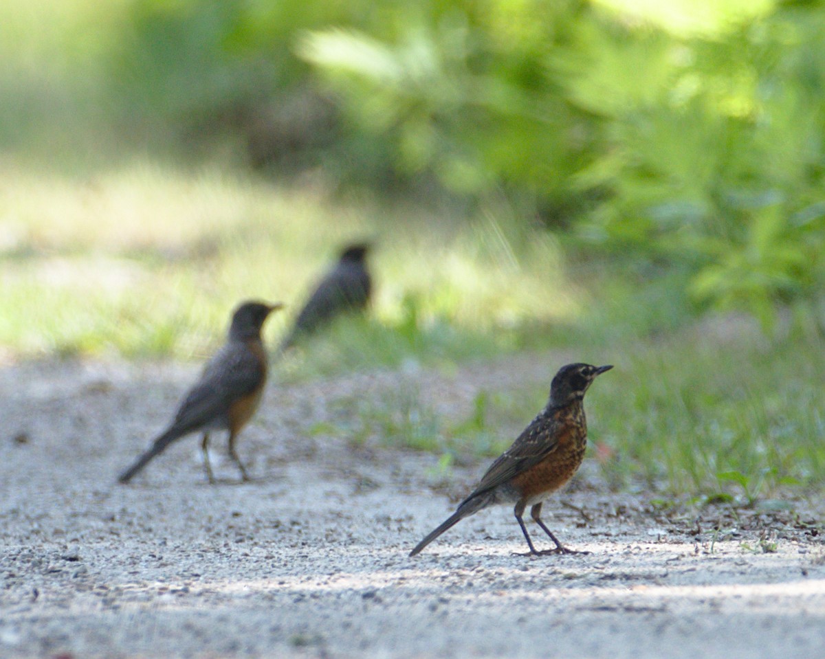 American Robin - Mario St-Gelais