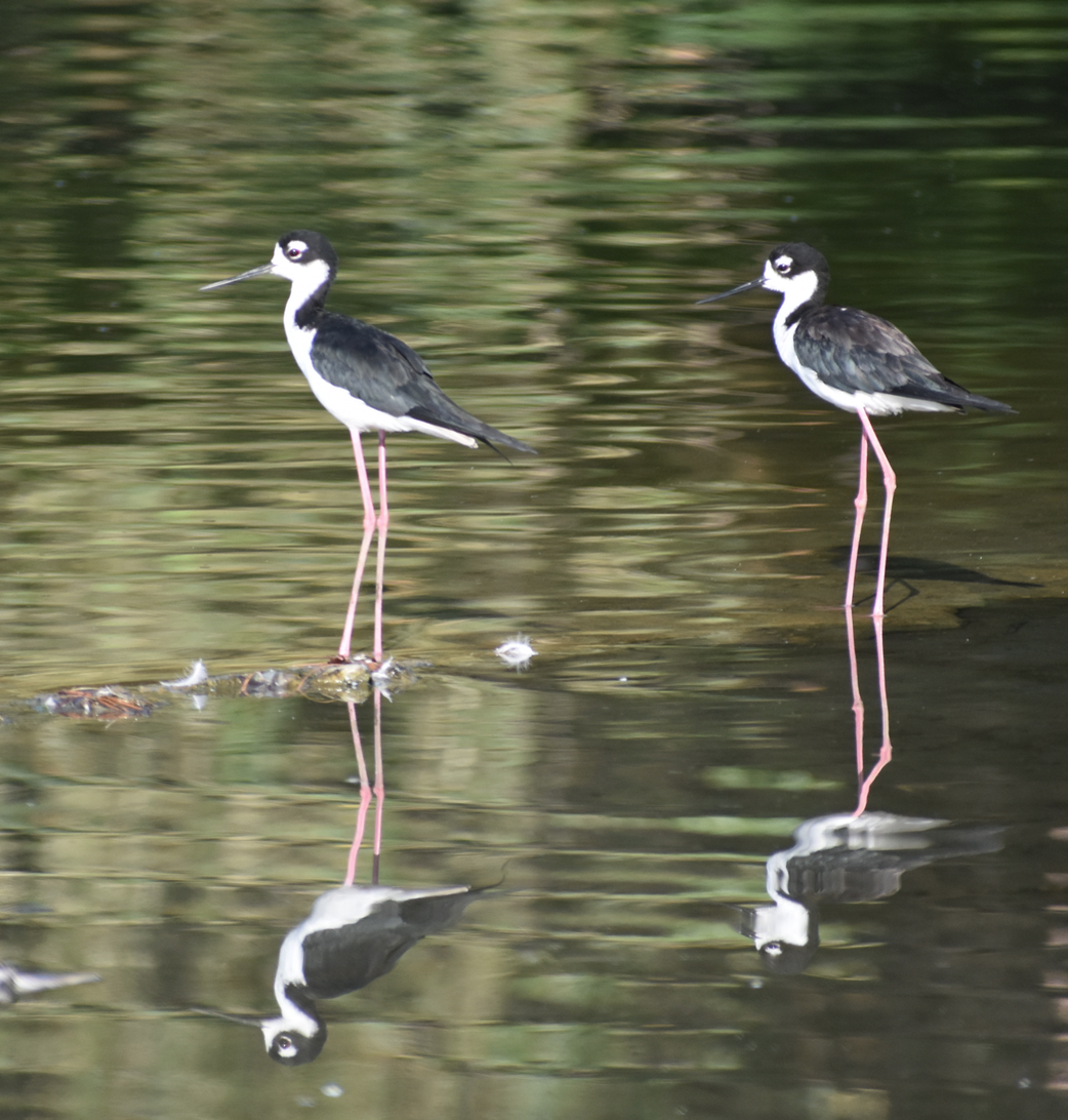 Black-necked Stilt - ML169909311