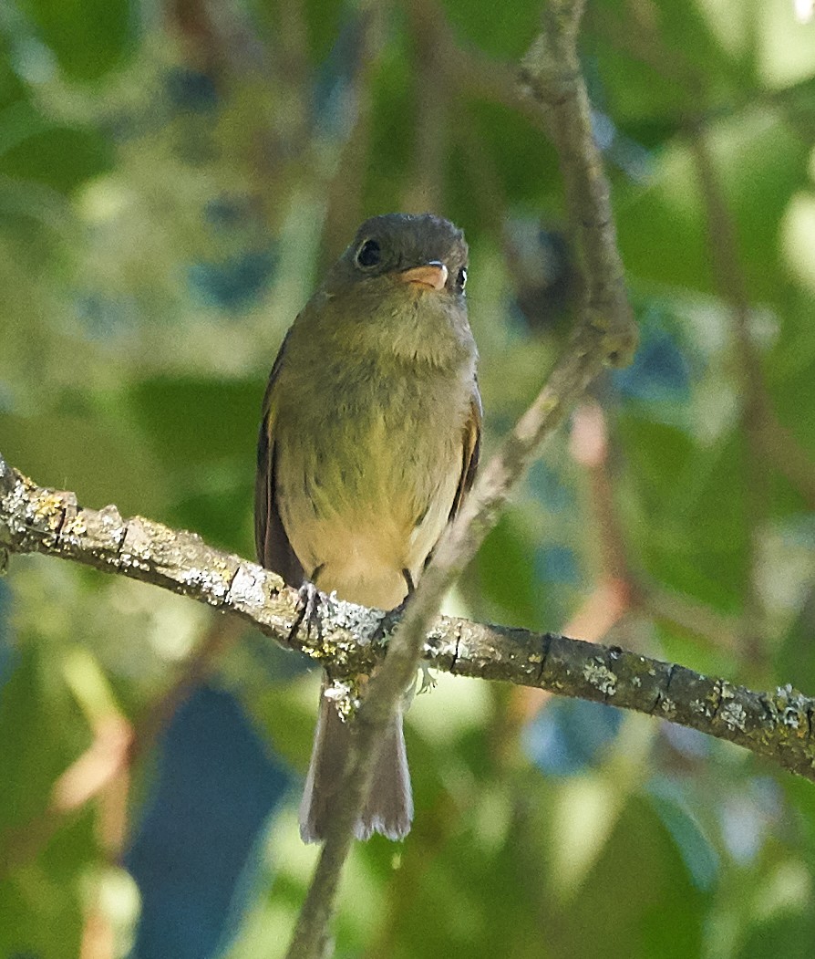 Western Flycatcher (Pacific-slope) - ML169909481