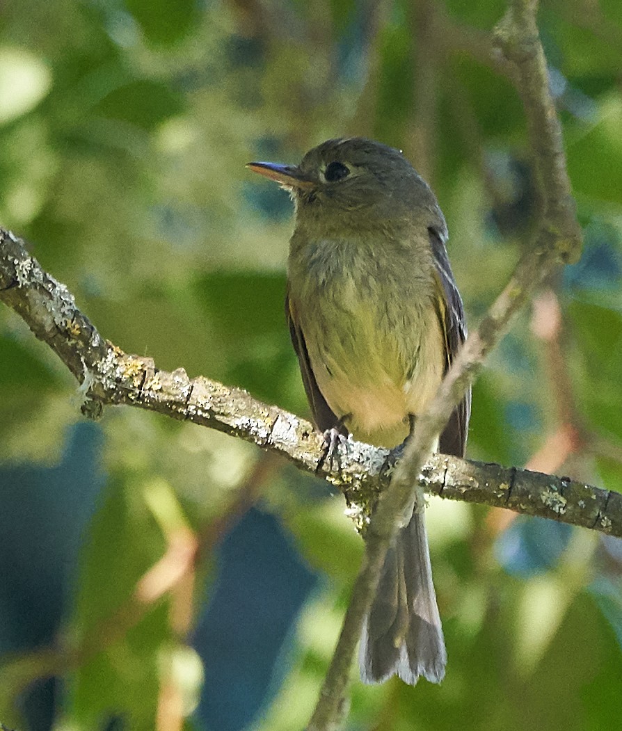 Western Flycatcher (Pacific-slope) - ML169909491