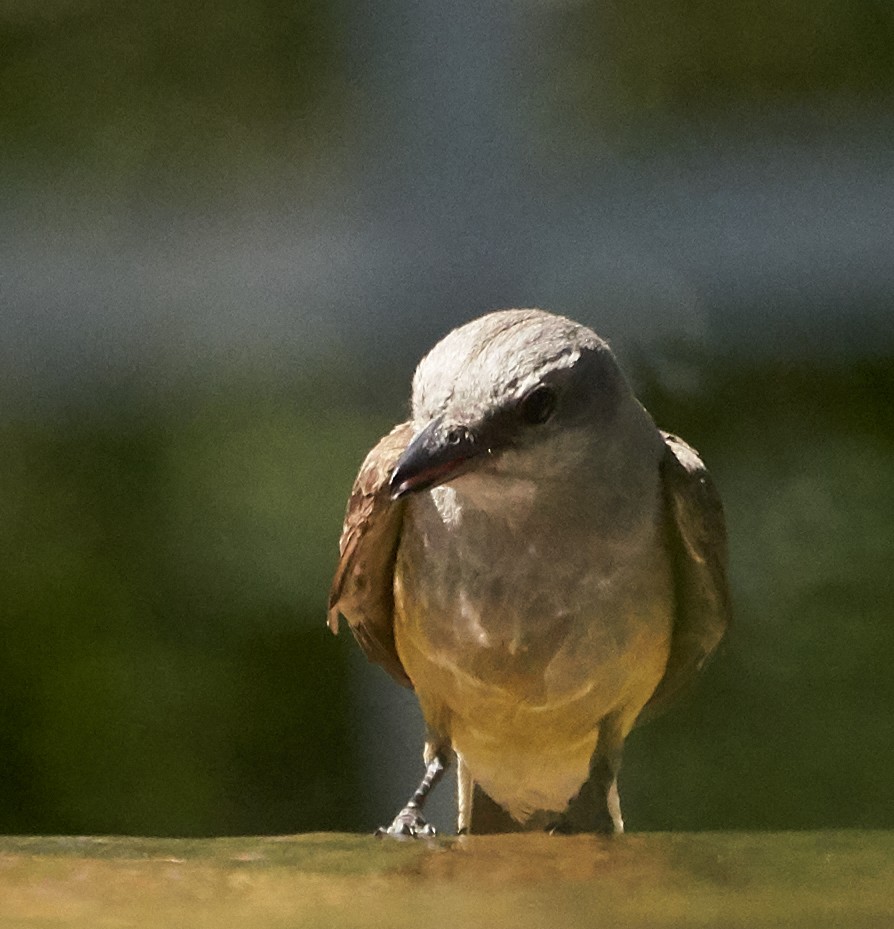 Western Kingbird - ML169909671