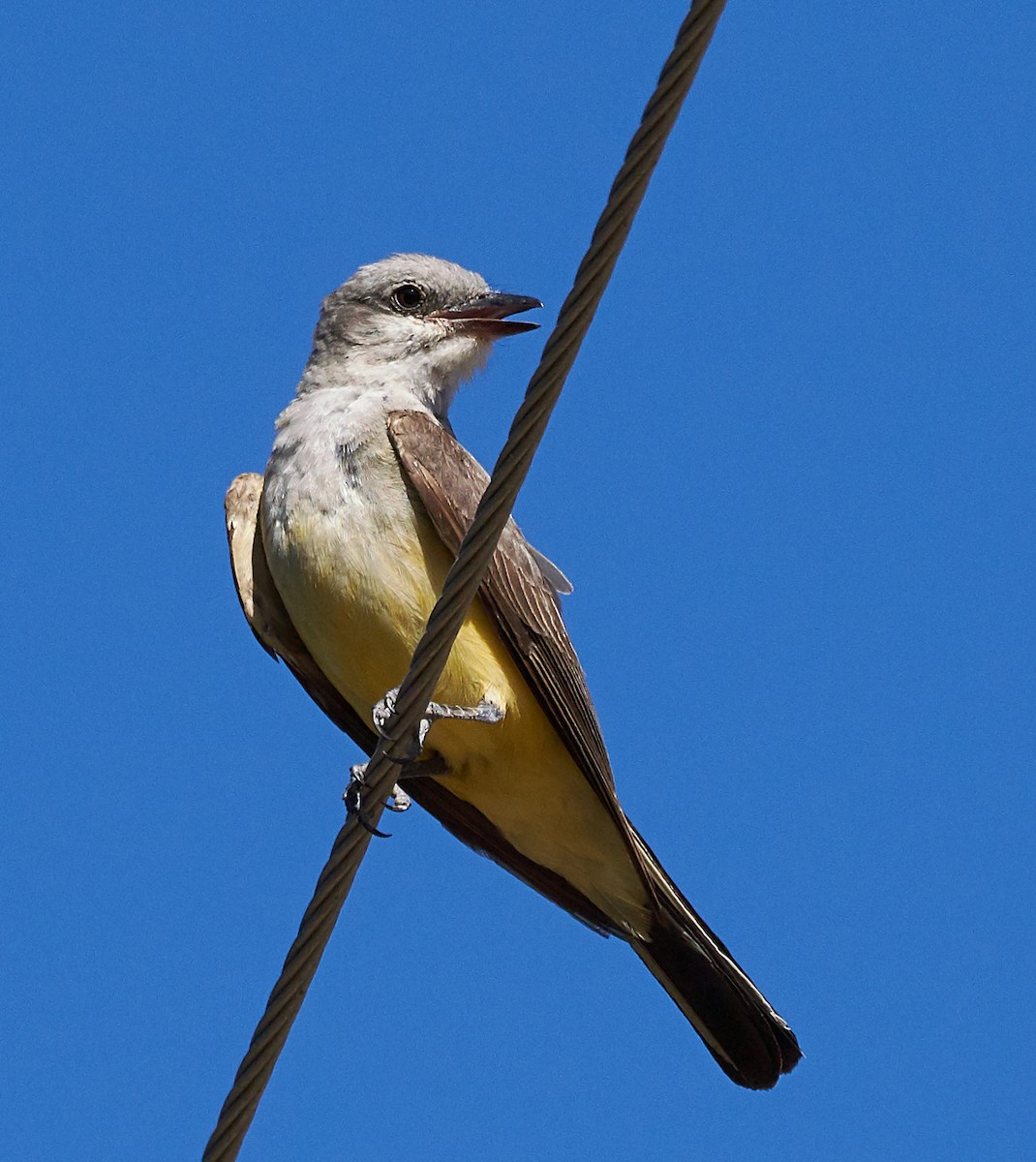 Western Kingbird - ML169909681