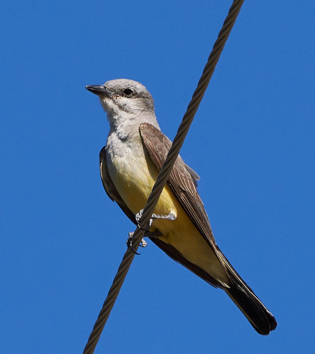 Western Kingbird - ML169909691