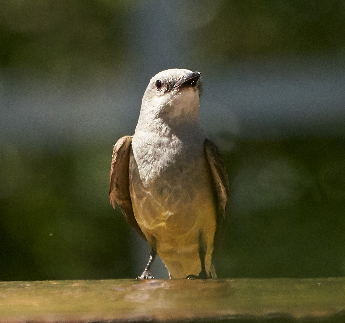 Western Kingbird - ML169909701