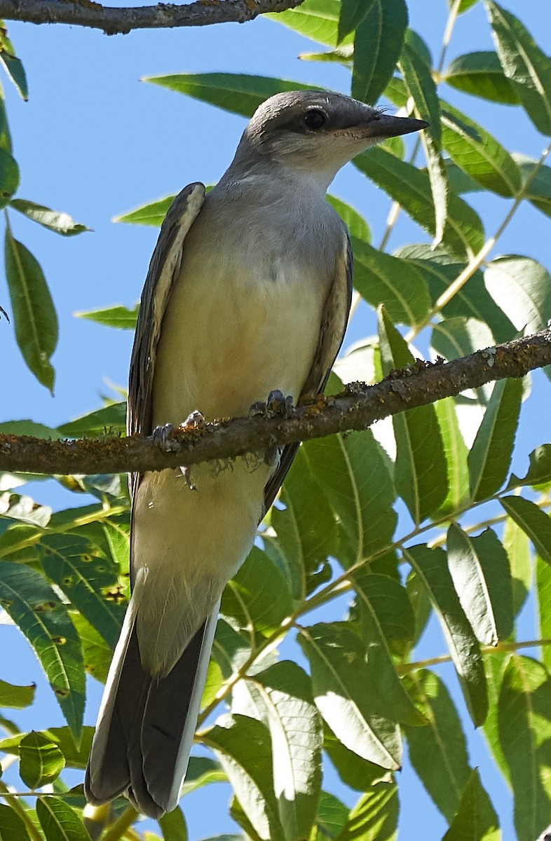 Western Kingbird - ML169909711