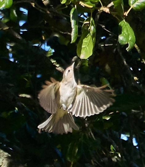 Warbling Vireo - Brooke Miller