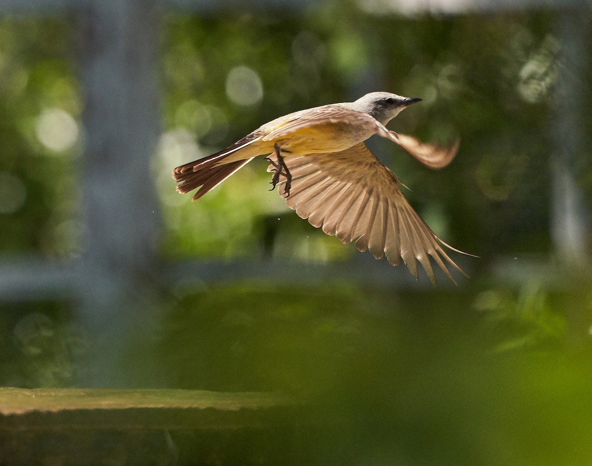 Western Kingbird - ML169909731