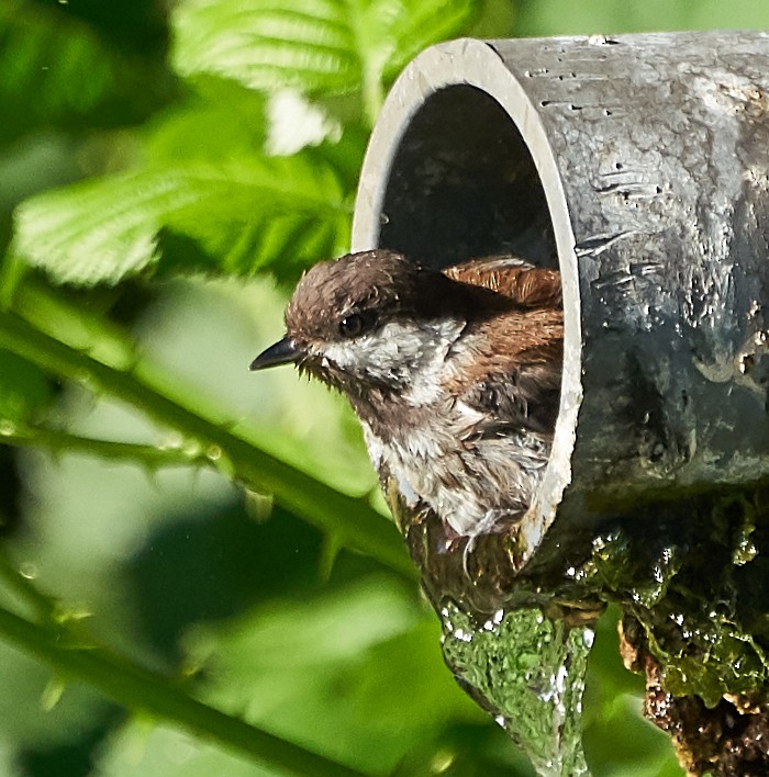 Chestnut-backed Chickadee - Brooke Miller