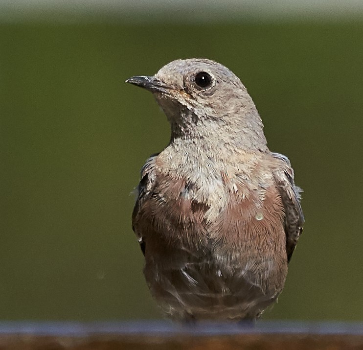 Western Bluebird - ML169909871