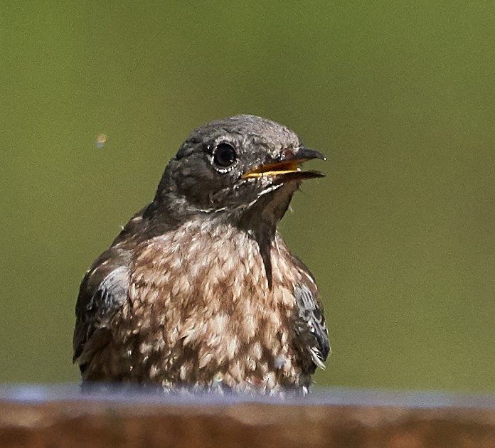 Western Bluebird - ML169909881