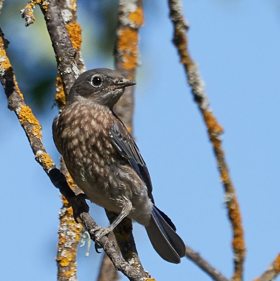 Western Bluebird - ML169909891