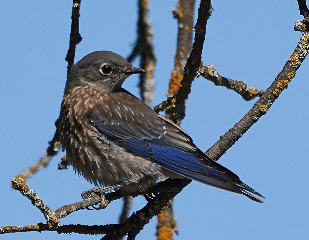 Western Bluebird - ML169909901