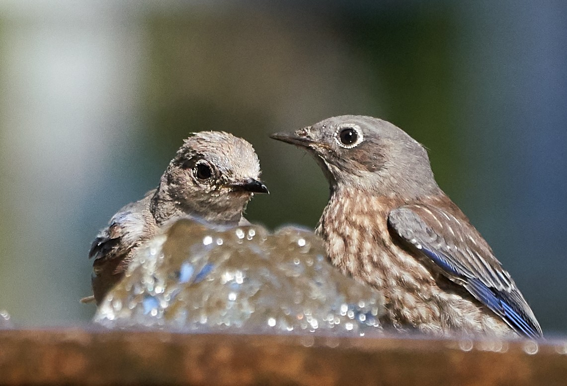 Western Bluebird - Brooke Miller