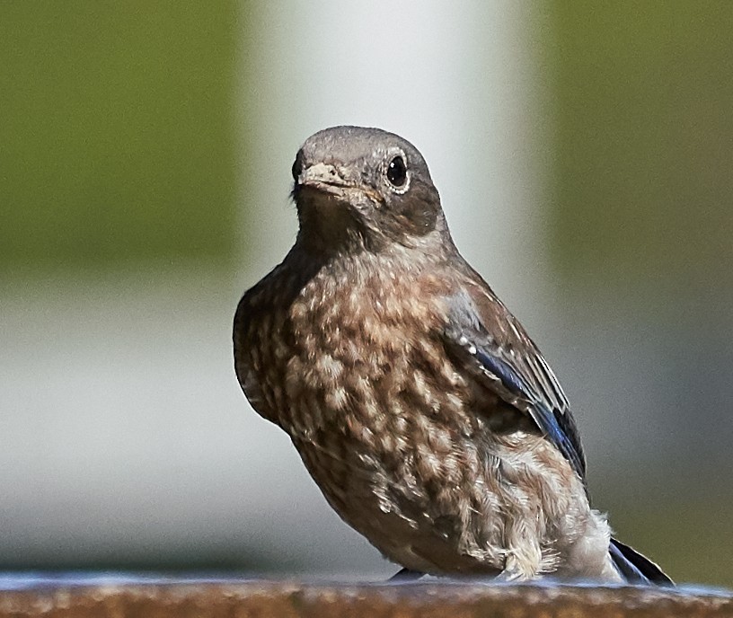 Western Bluebird - ML169909921