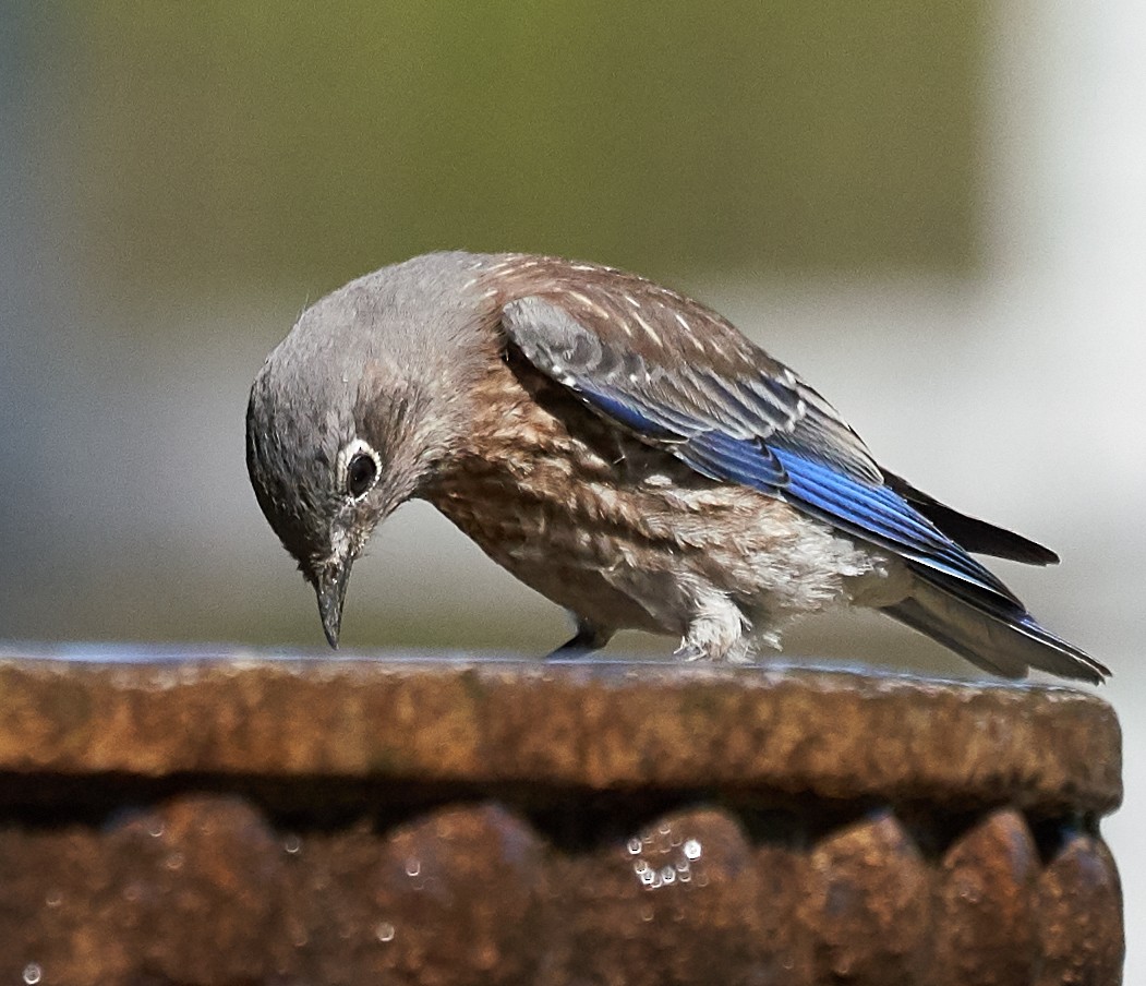 Western Bluebird - ML169909931