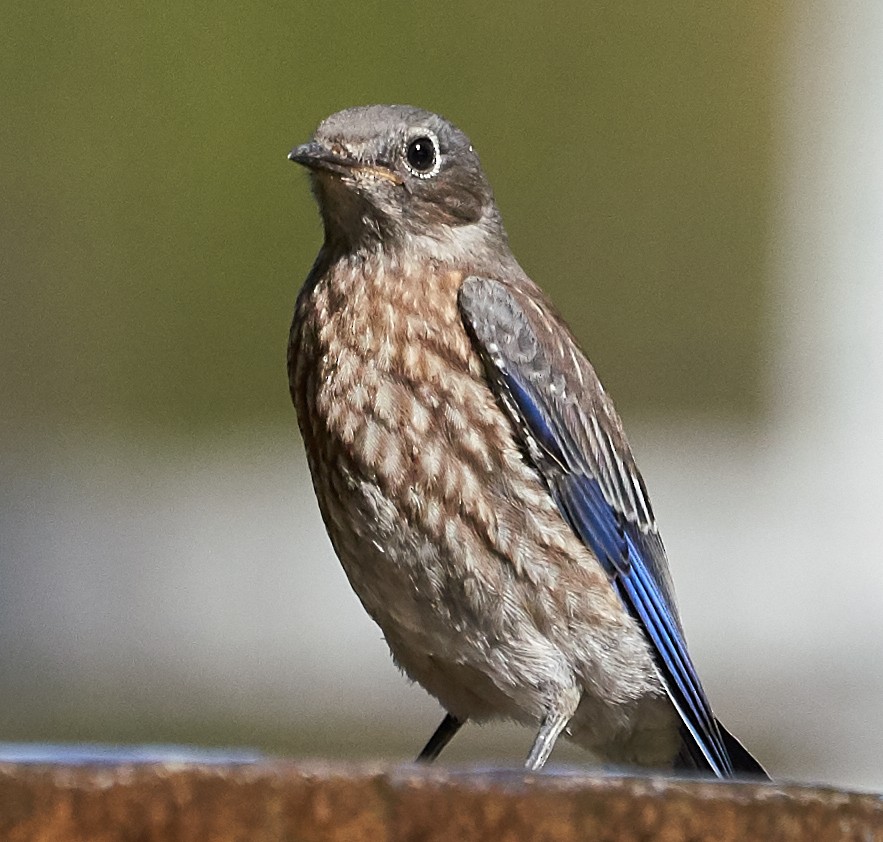 Western Bluebird - ML169909941