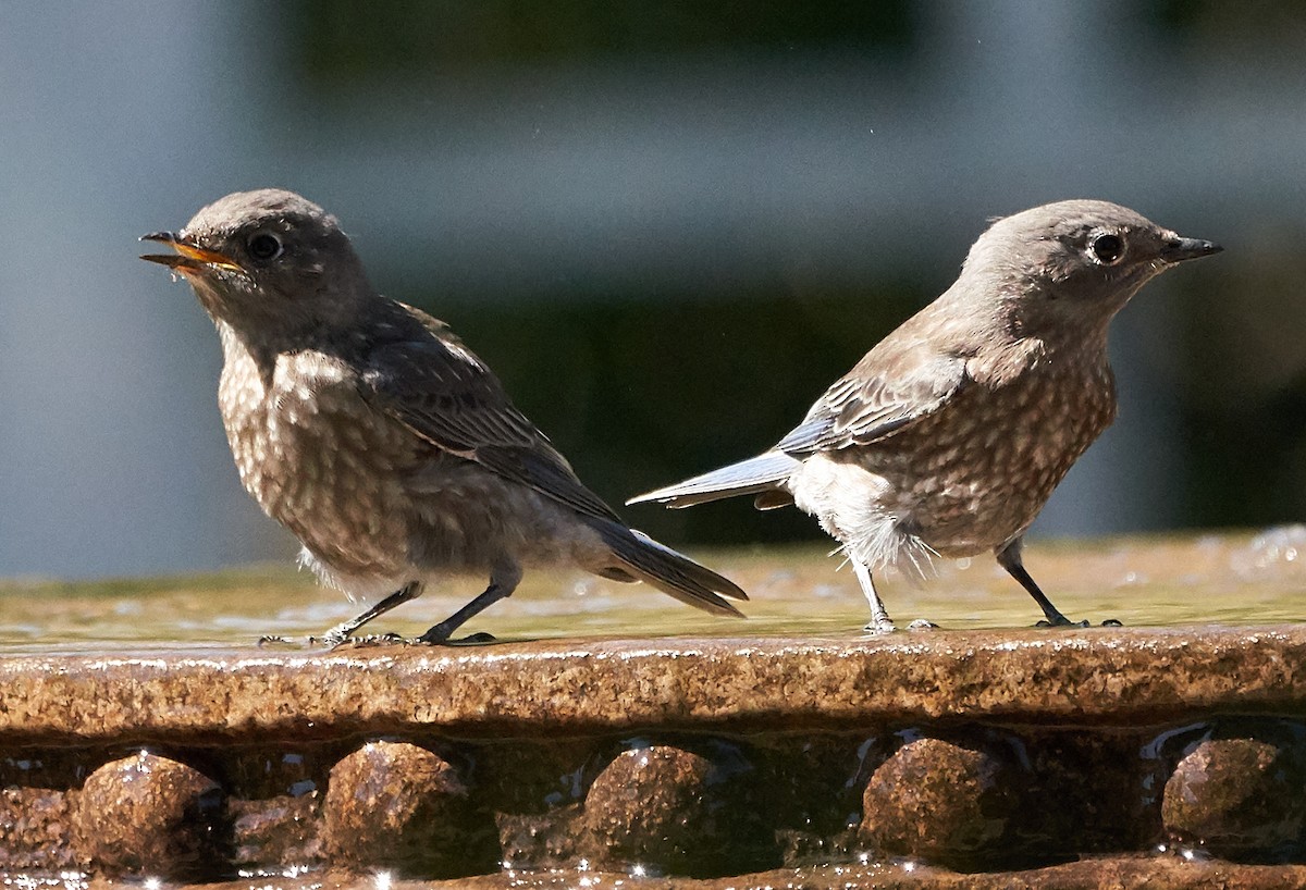 Western Bluebird - ML169909951