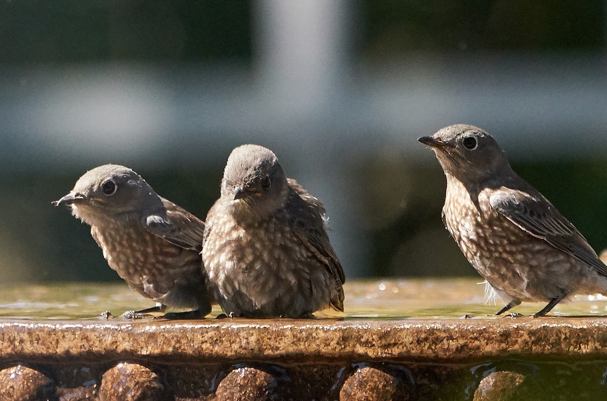 Western Bluebird - ML169909961