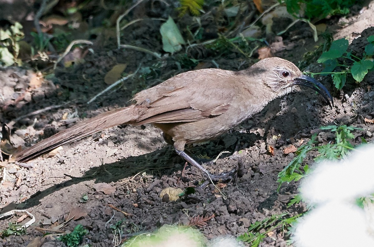 California Thrasher - ML169910021