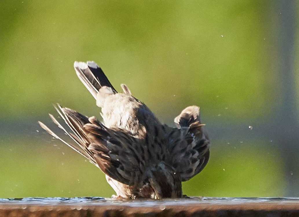 Lark Sparrow - Brooke Miller