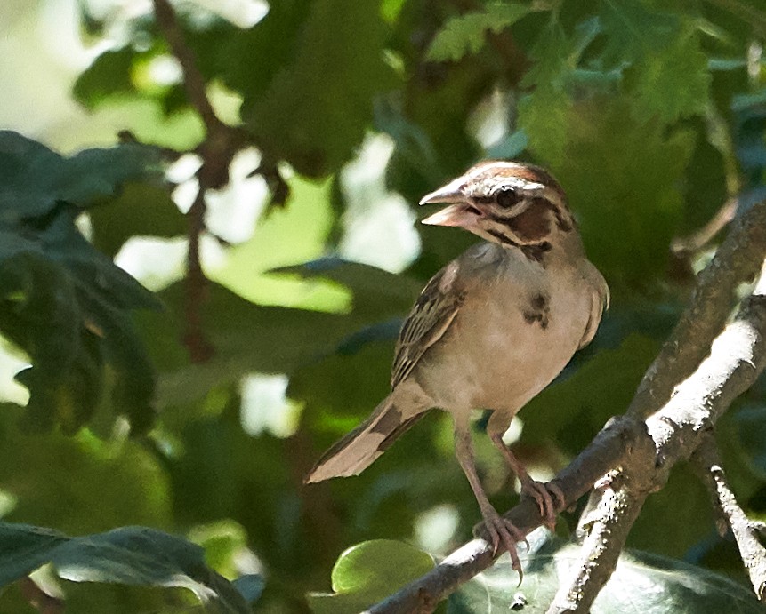 Lark Sparrow - ML169910141