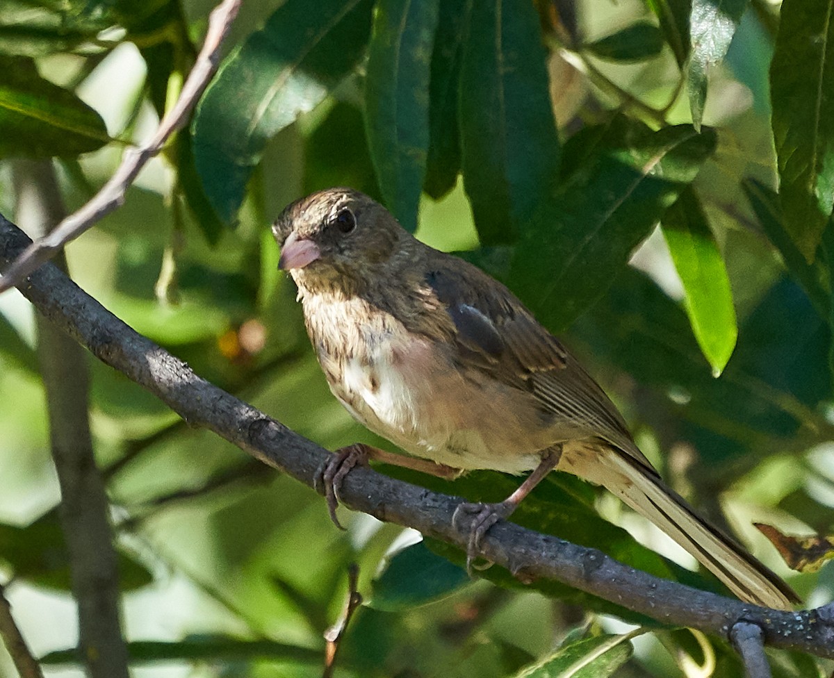 Dark-eyed Junco (Oregon) - Brooke Miller