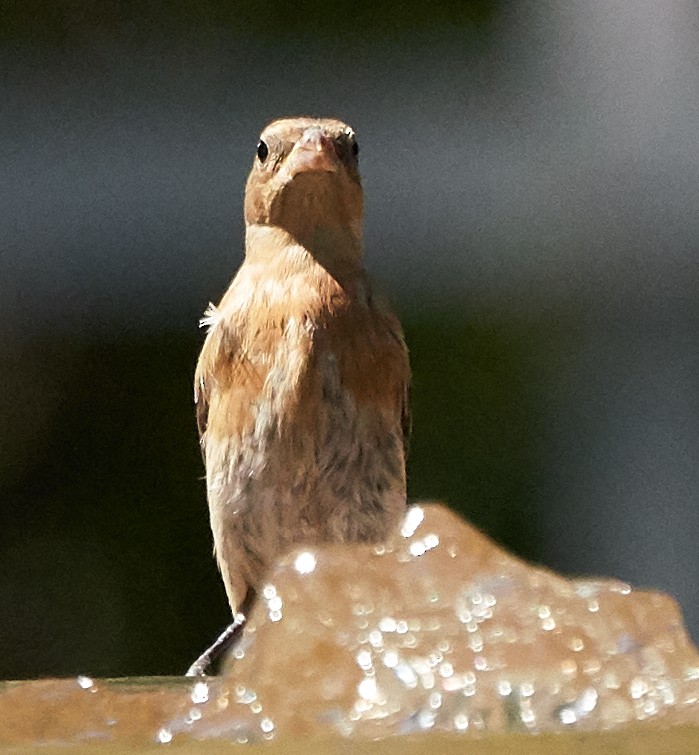 Lazuli Bunting - ML169910231