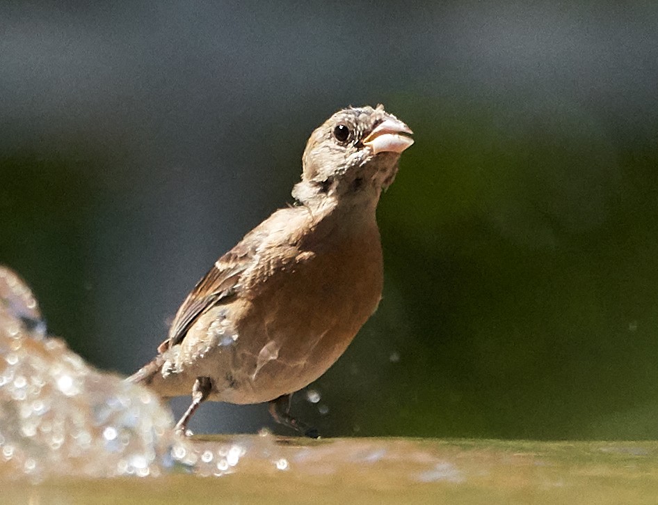 Lazuli Bunting - ML169910241