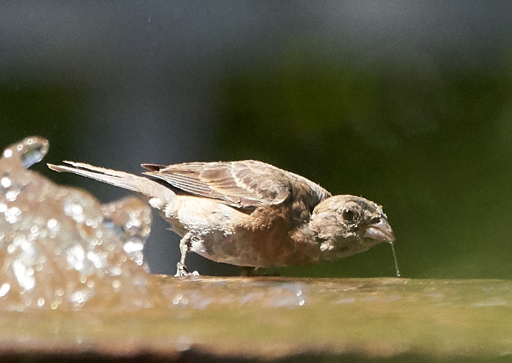 Lazuli Bunting - ML169910251